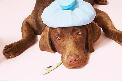 《荒野的召唤：垂钓者》现已登陆主机平台